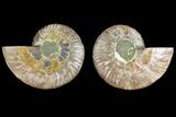 Agatized Ammonite Fossil - Madagascar #139733-1